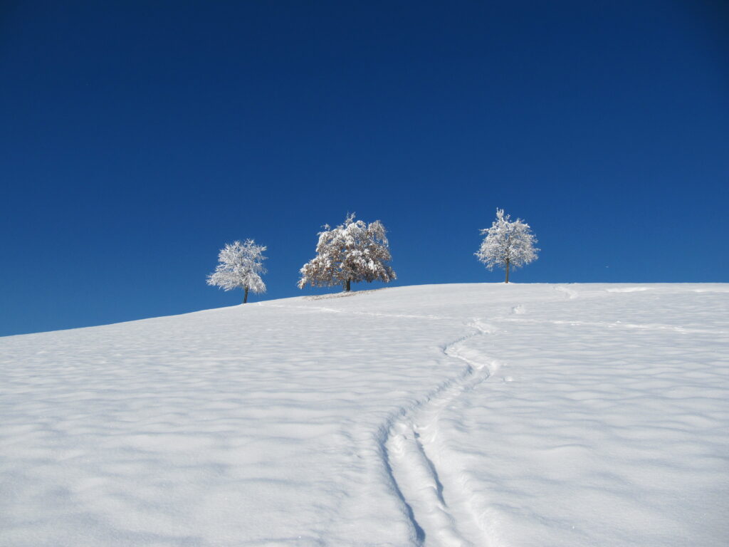 Apfelbäume am Hiltenberg