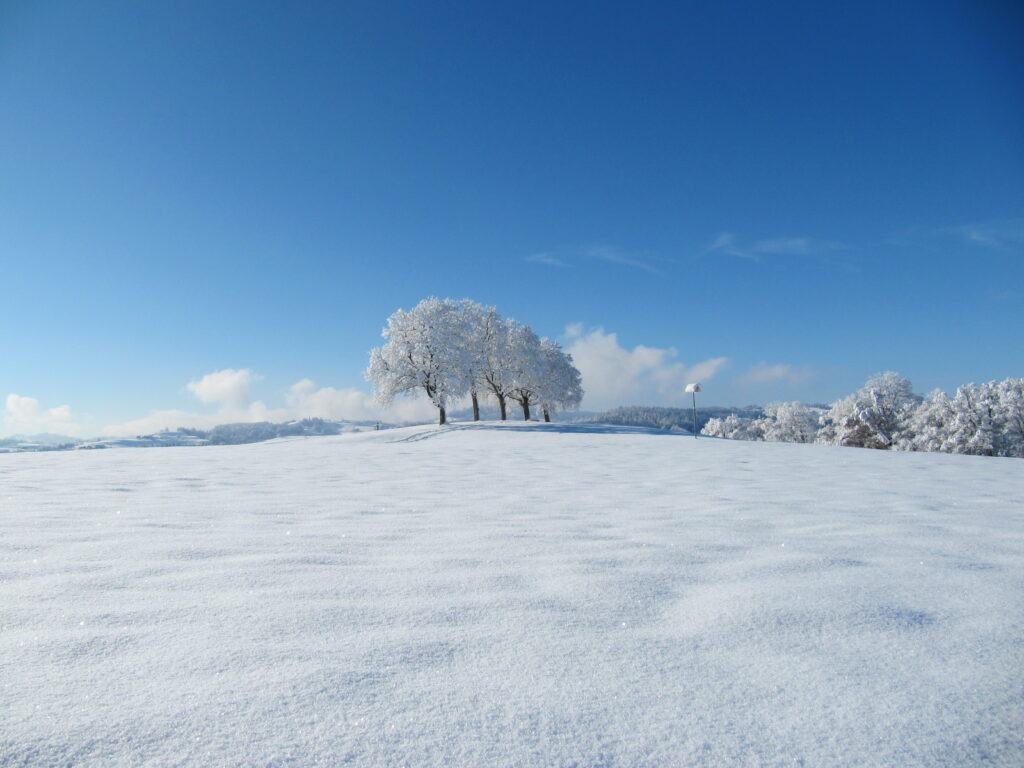 Baumnussbäume oben auf dem Hiltenberg