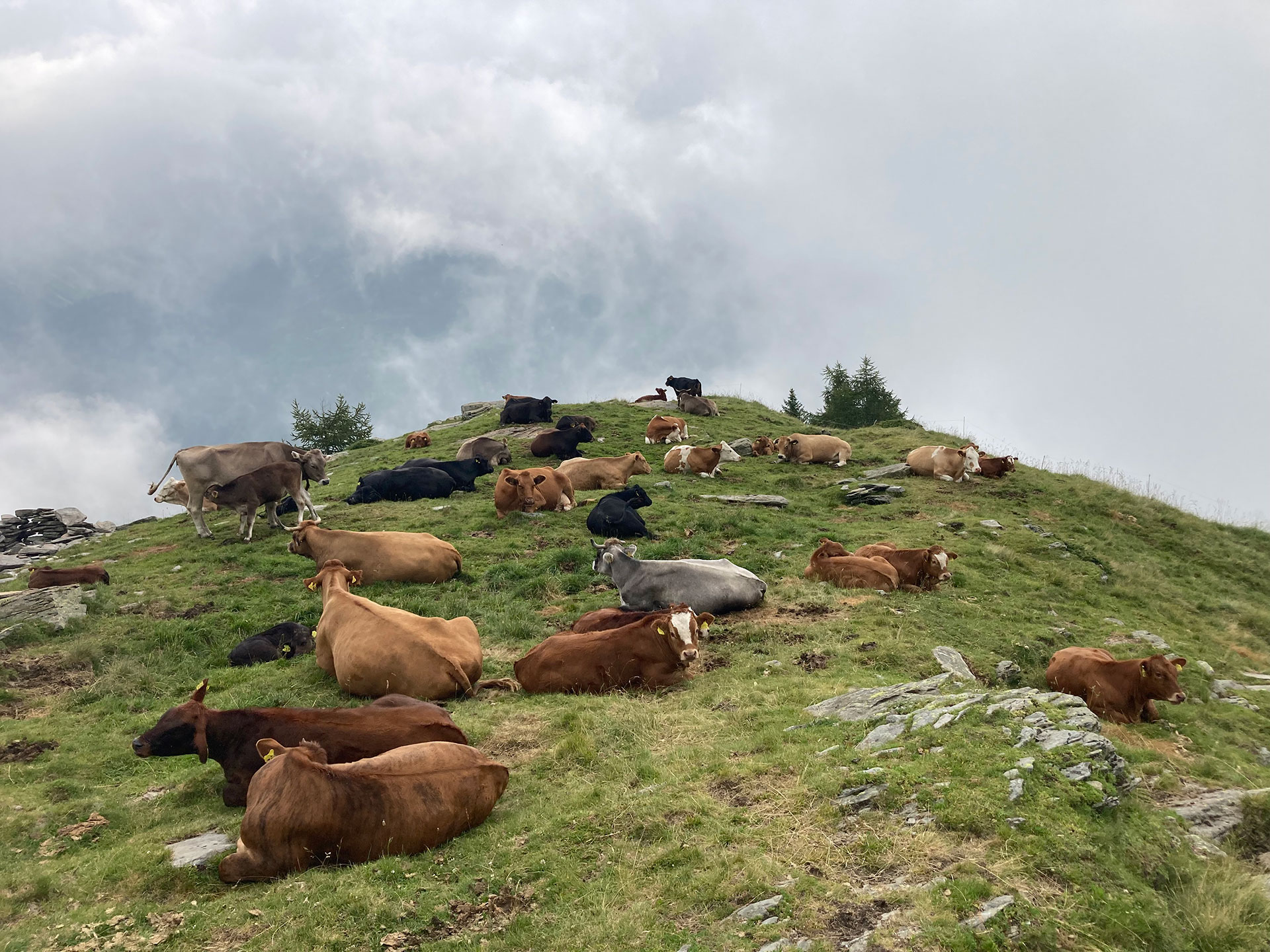 Mutterkuhhaltung auf dem Hiltenberg BIohof