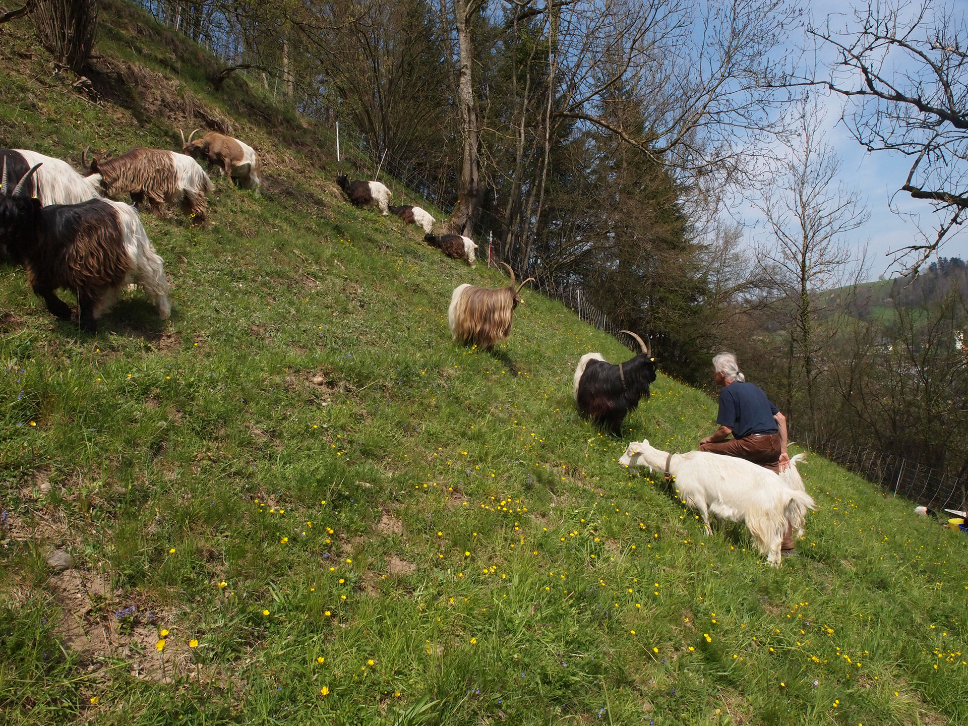 Ziegen auf dem Hiltenberg BIohof